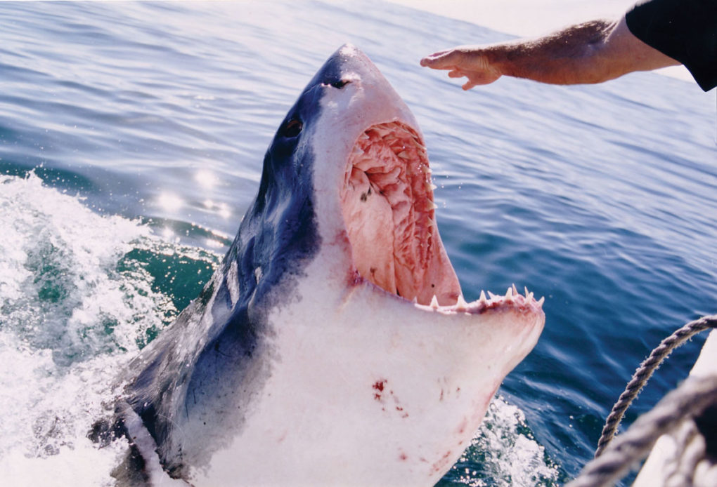 The Great White Shark Diving Experience
