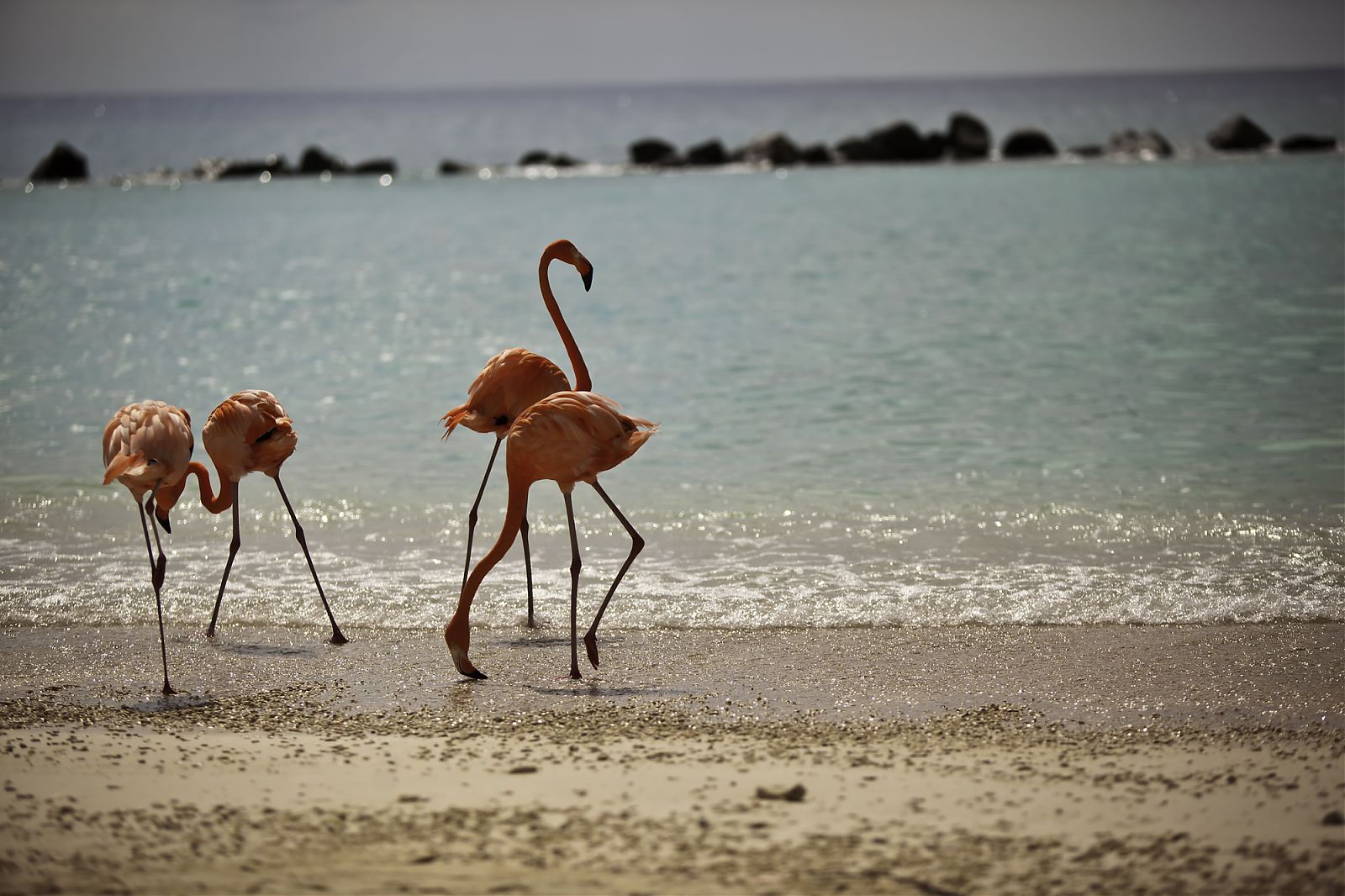 Flight Deal: Fly To Aruba Non-Stop For As Low As $168