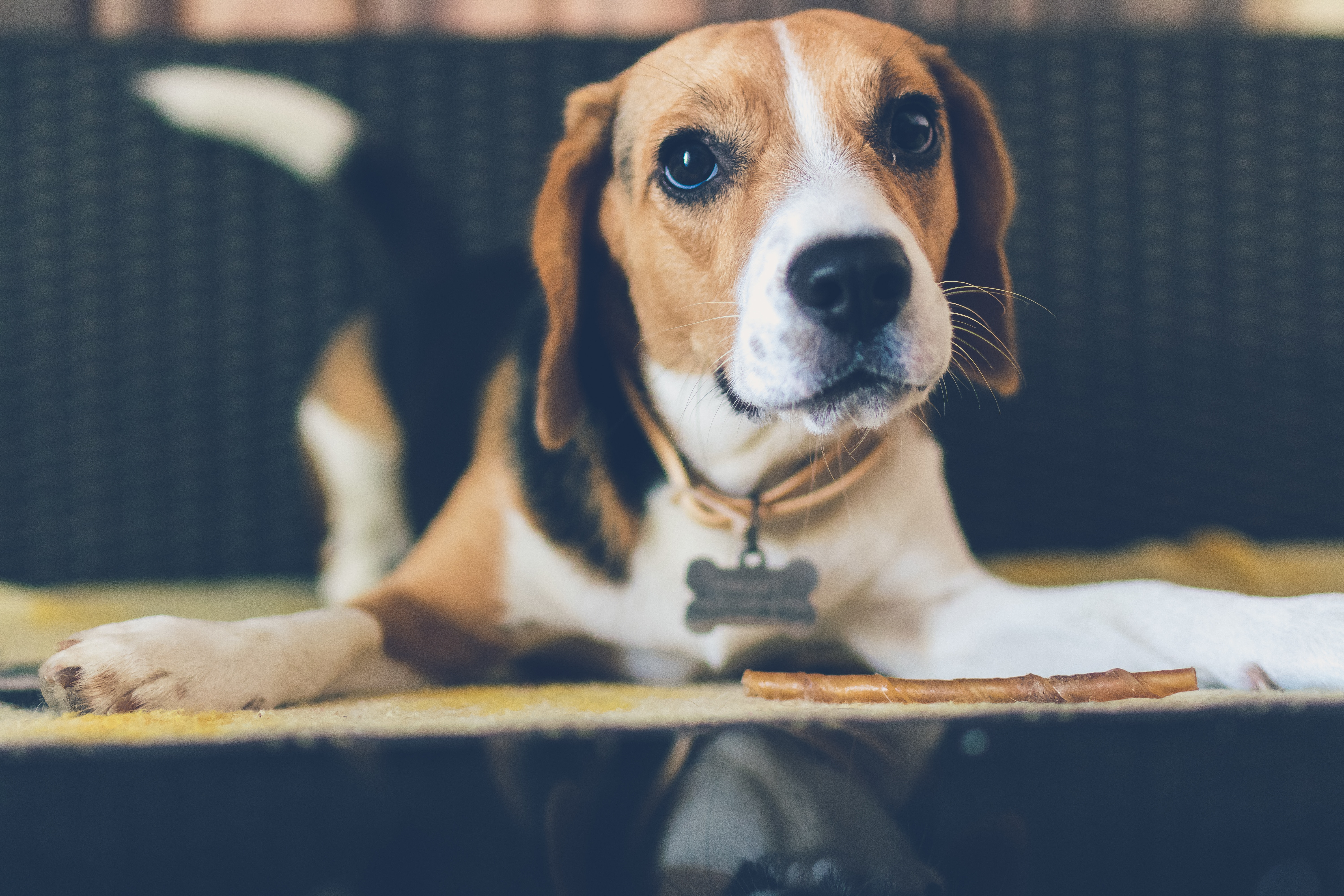 Border Security Beagle Sniffs Out Roasted Pig In Traveler's Luggage