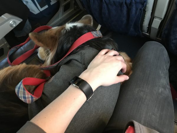 Delta Airlines Bans All Service Animals On Flights Longer Than 8 Hours