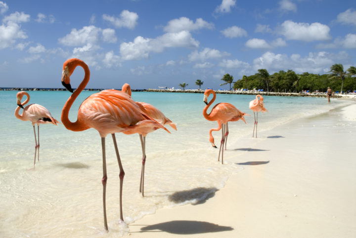 Flamingo Island In Aruba: To Go Or Not To Go?