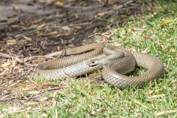 Snake Slithers From Man’s Backpack During Trip To Hawaii
