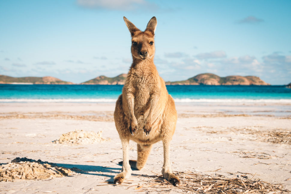 kangaroo standing on the beach of Australia