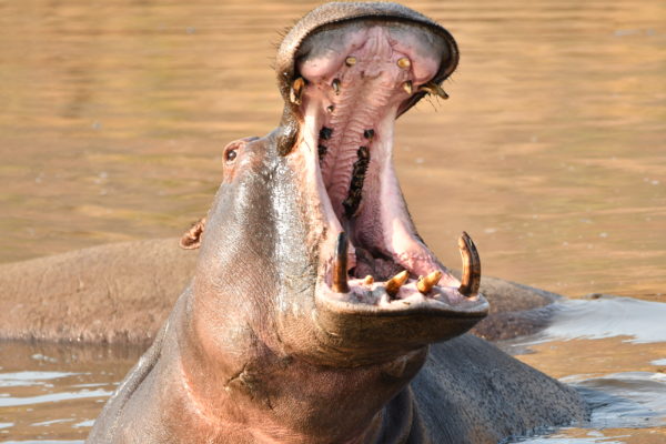 American Tourist Attacked By Hippo During Safari Tour In Zimbabwe