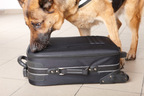 Canine Busts Men Traveling With 159 Pounds Of Marijuana At Nashville Airport