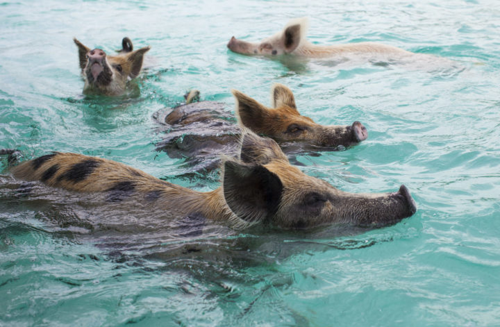 Everything You Need To Know About Swimming With Pigs In The Bahamas