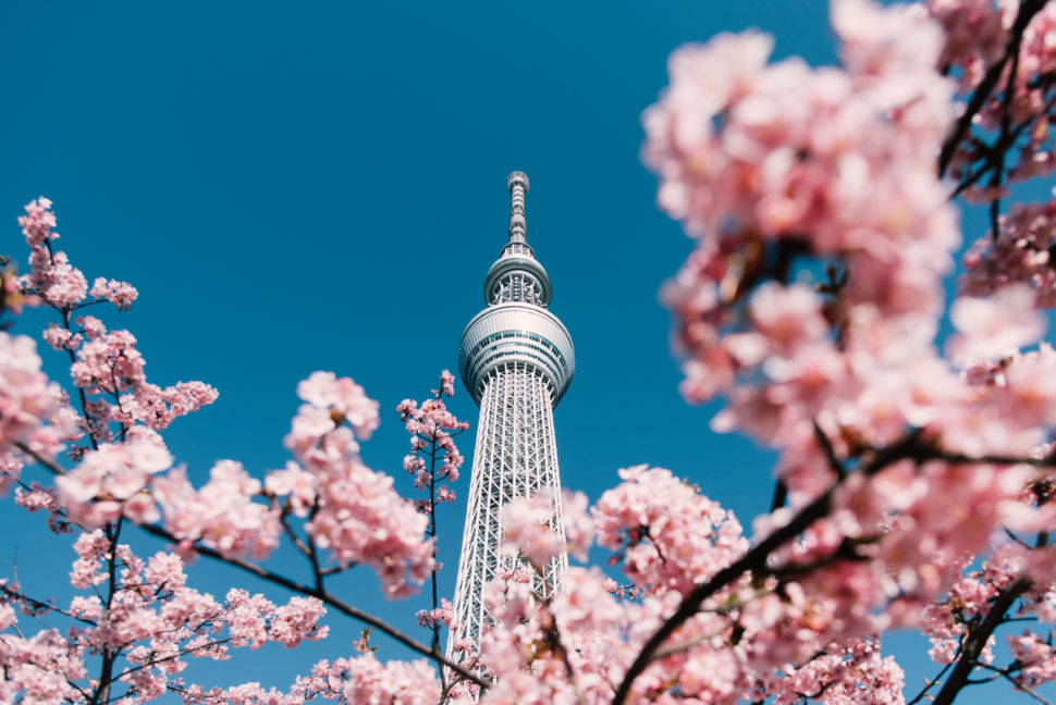 cherry blossom and sakura with tokyo sky tree - most beautiful places in the world