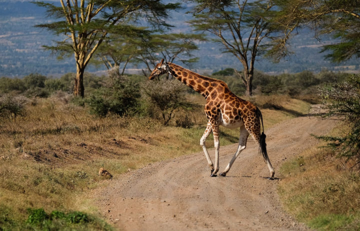 Error Fare: Fly From NYC To Kenya For Only $376