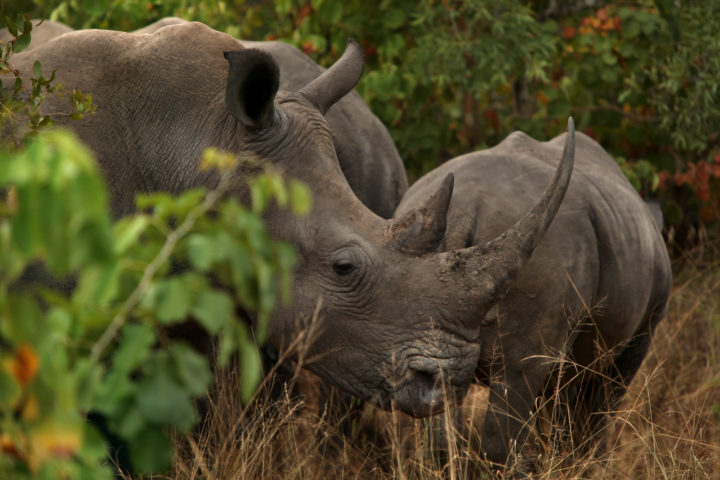 Rhino Poacher Stomped Out, Killed, Then Eaten In South Africa