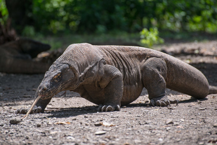 Indonesia's Komodo Island Closing To Tourists Because People Are Stealing Dragons