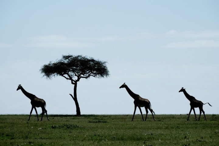 Flight Deal: Fly From Chicago To Nairobi, Kenya For Only $579