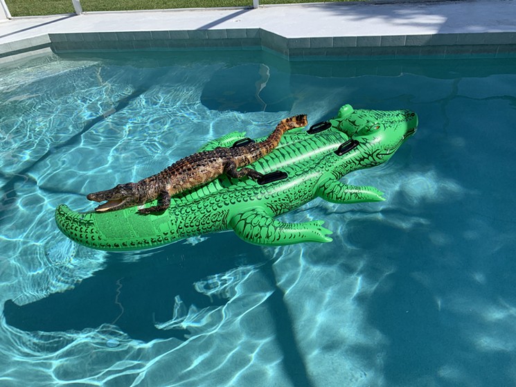 Vacationers Discover Alligator Chilling On A Floatie In Their Airbnb's Swimming Pool