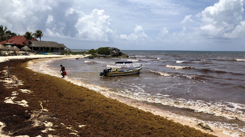 Mexico's Top Beaches Have Been Hit With Seaweed Infestation, Resulting In 'Rotten Egg' Smell