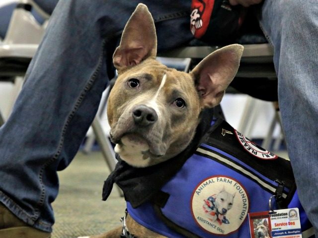 Flights with Emotional Support Animals Under Question Following 2017 Dog Attack
