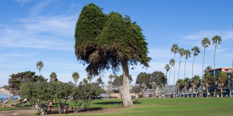 The Tree Believed To Have Inspired Dr. Seuss' 'The Lorax' Has Died