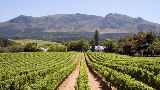 More South African Vineyards You Should Visit For The Ultimate Wine Tastings
