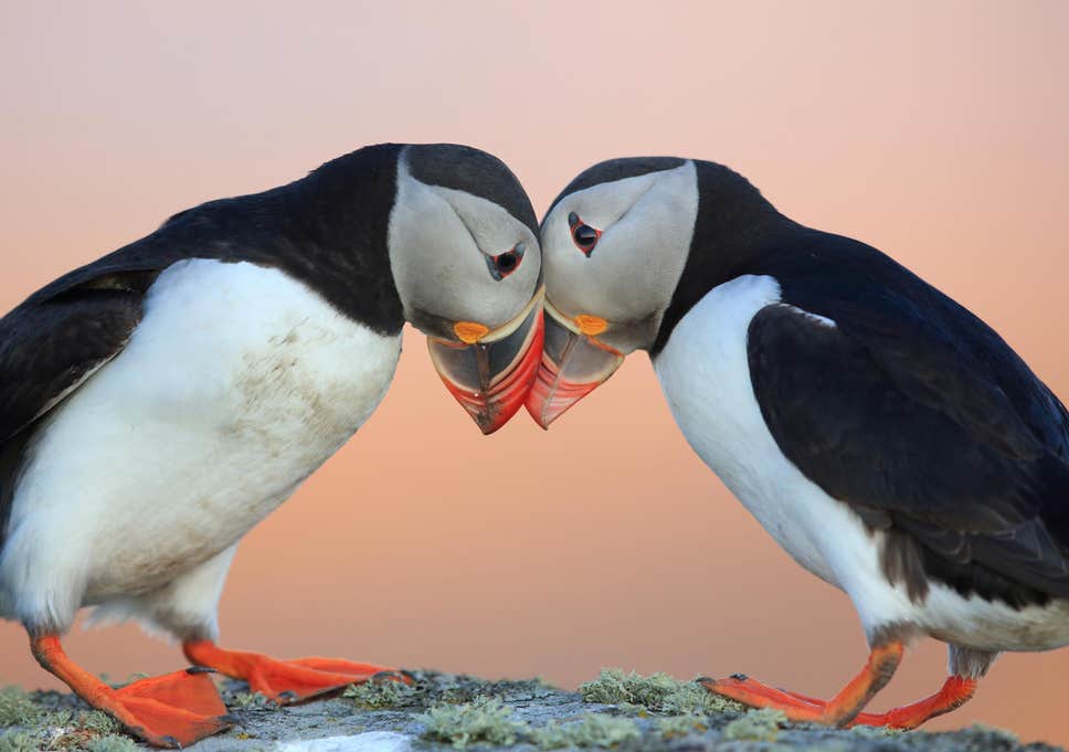 Here's What Tourists Can Do About Iceland's Plunging Puffin Population