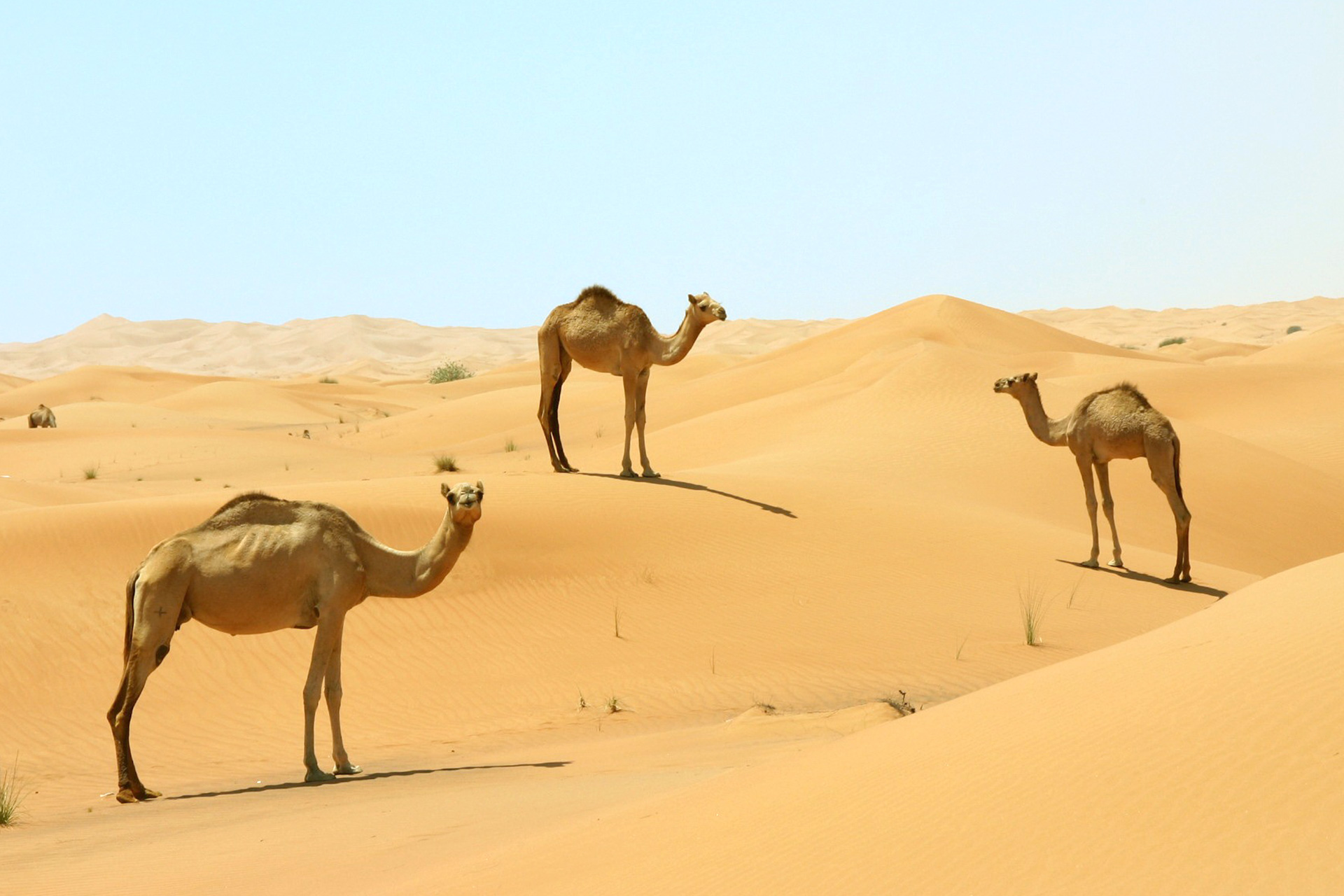 Visit These Lesser-Known Deserts For The Ultimate Adventure