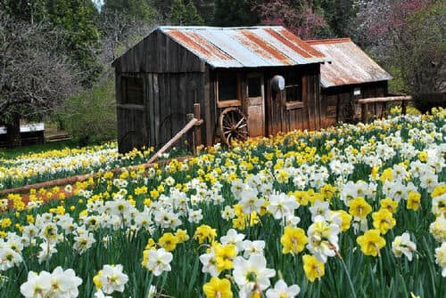 California Attraction ‘Daffodil Hill’ Closing Indefinitely Due To Overtourism