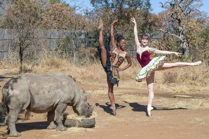 Ballet Dancers In South Africa Perform For Rhinos, All For A Good Cause