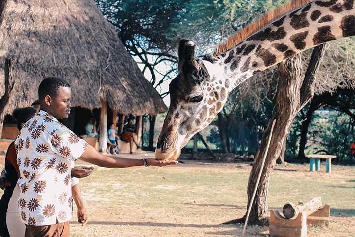 Breakfast With Giraffes? Everything To Know About Visiting Giraffe Manor
