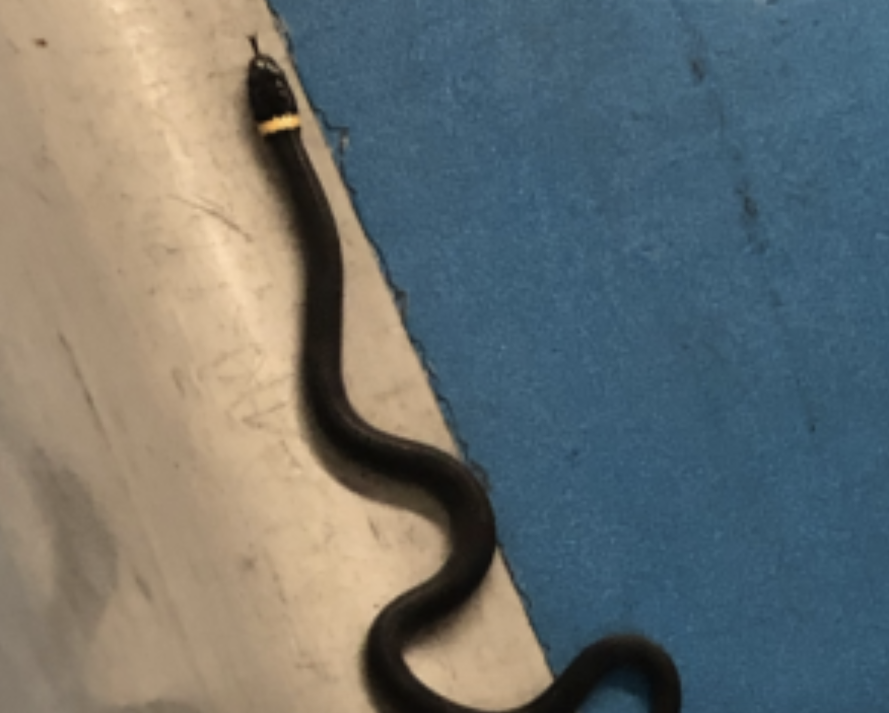 Passenger Leaves A 15-Inch Snake Behind At TSA Checkpoint