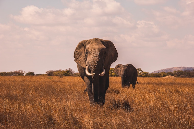 Meet Africa's Big Five: The Most Iconic Wildlife On The Continent
