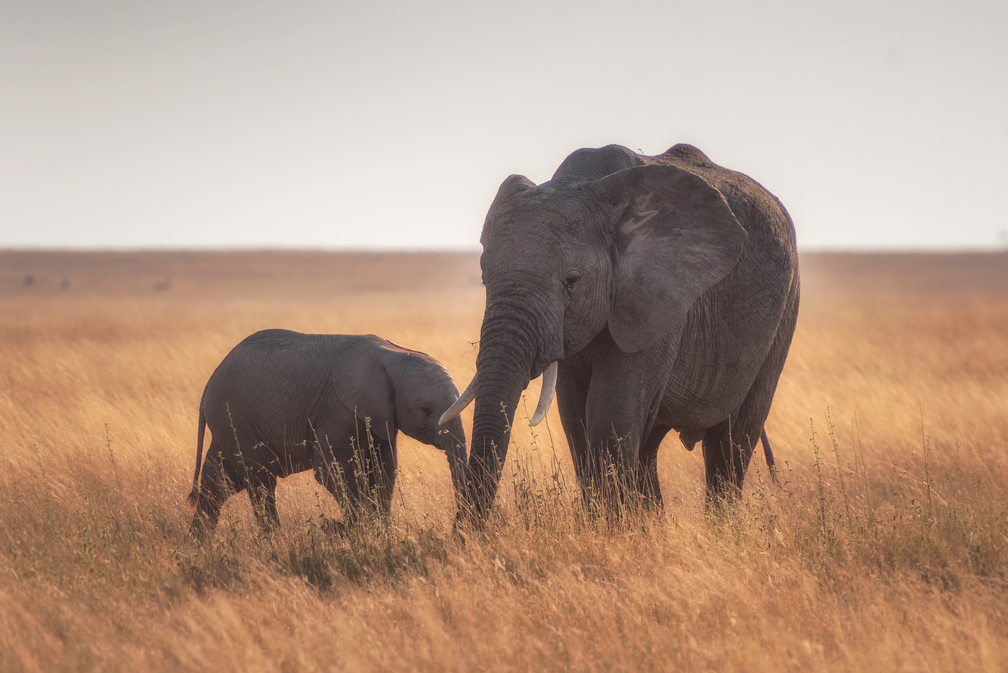 'Serengeti', Narrated By Lupita Nyong'o, Gives Stunning Inside Look At African Wildlife