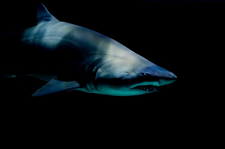 Northeast Shark Attacks: Is Climate Change To Blame?