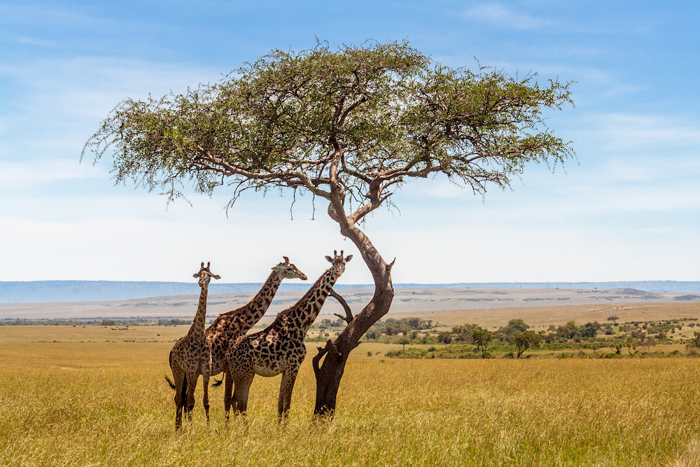 15 Of The Most Unforgettable Safari Experiences On The African Continent