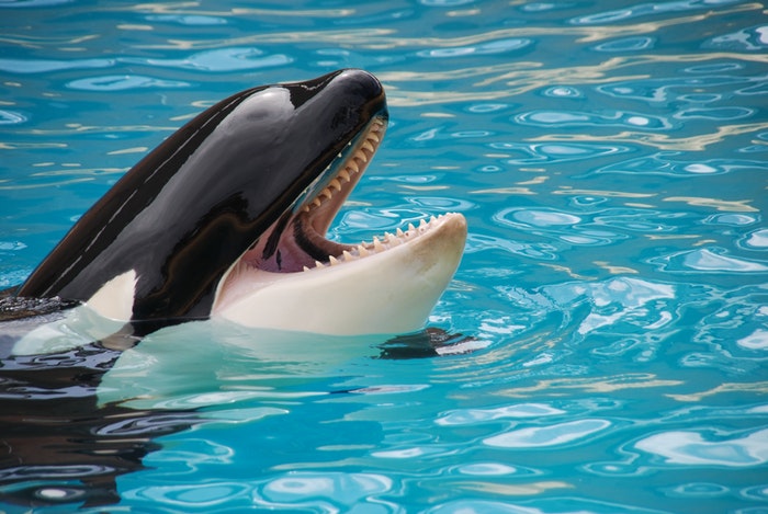 TripAdvisor No Longer Selling Tickets To Attractions That Breed Whales and Dolphins