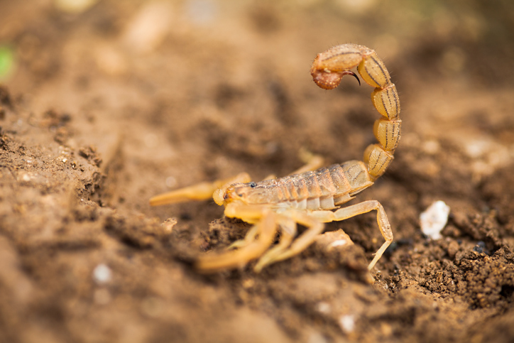 Travel Nightmare: Woman Stung By A Scorpion On United Airlines Flight