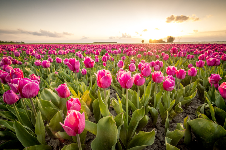 Get Your Cameras Ready, A Tulip Field Is Opening In Texas This Week