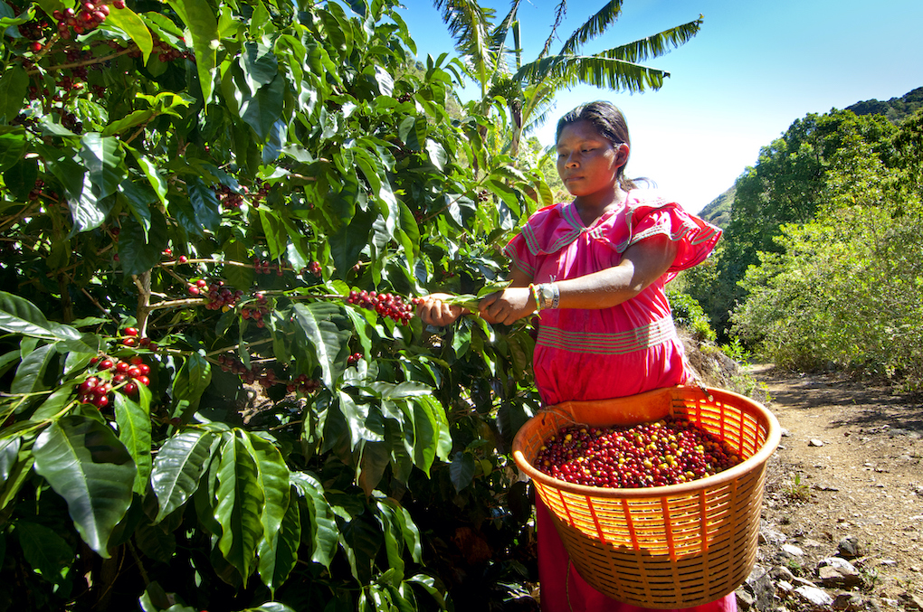 Coffee Tourism In Colombia: A Must-Experience for Coffee Lovers