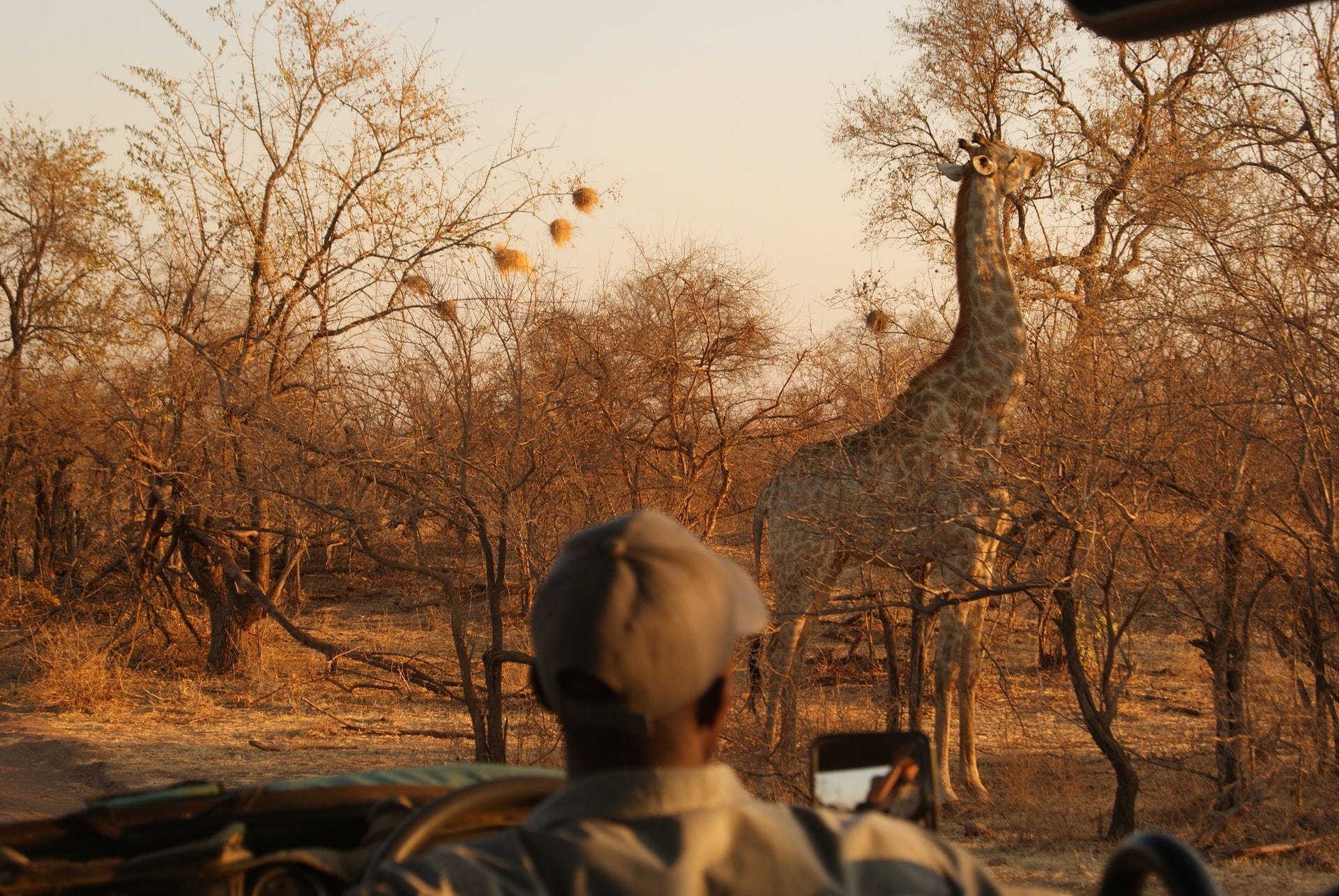 This Resort In Zimbabwe Has Created a Safari Bubble