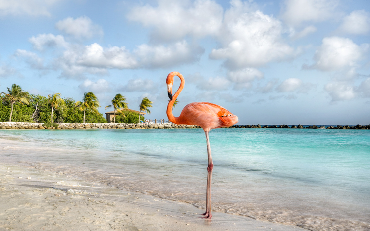 These Are The Top 5 Beaches Worth Seeing While Vacationing In Aruba