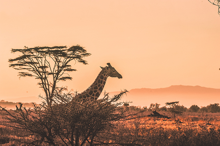 Experience An African Safari Without Boarding A Plane