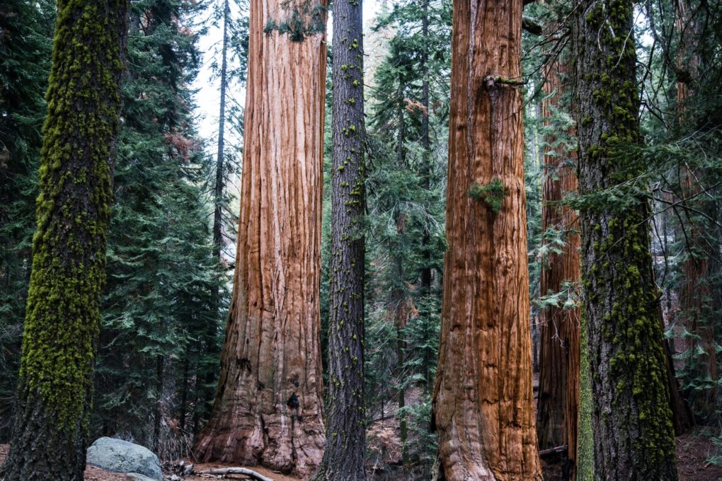 Redwood Sky Walk Attraction Opens In Sequoia Park Zoo In California