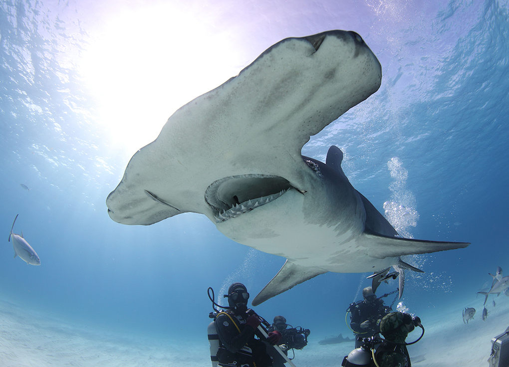 Swimming with Sharks: 5 Tips to Know Before You Dive In
