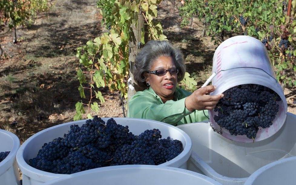 Theopolis Vineyards: California’s 18-Year-Old Black Woman-Owned Winery