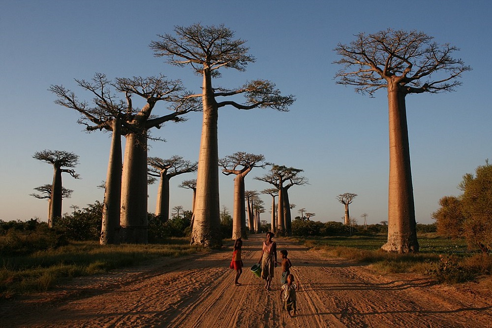5 African Countries To See Baobab Trees, The Most Iconic Trees In The Continent