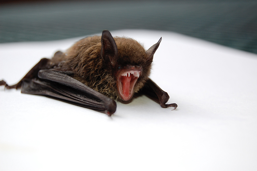 Charred Bat Meat Found In Luggage Of Man Returning To US From Ghana