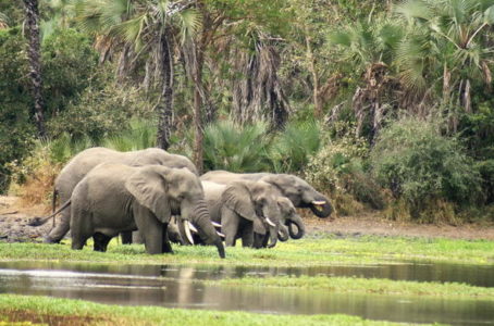 Mozambique National Park