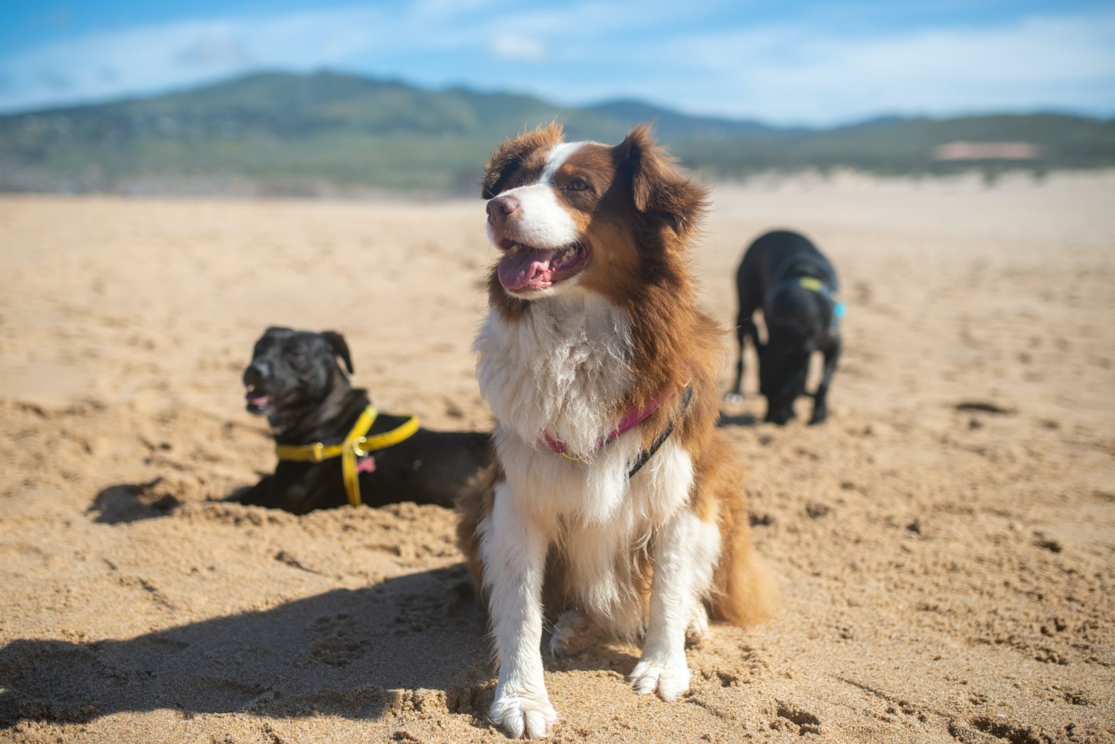 Need A Travel Partner? Bring Your Dog! 15 Travel Tips For Pet Owners