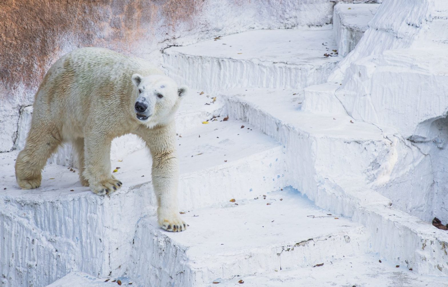 Polar Bear Attacks Woman In Norway's Remote Svalbard Islands