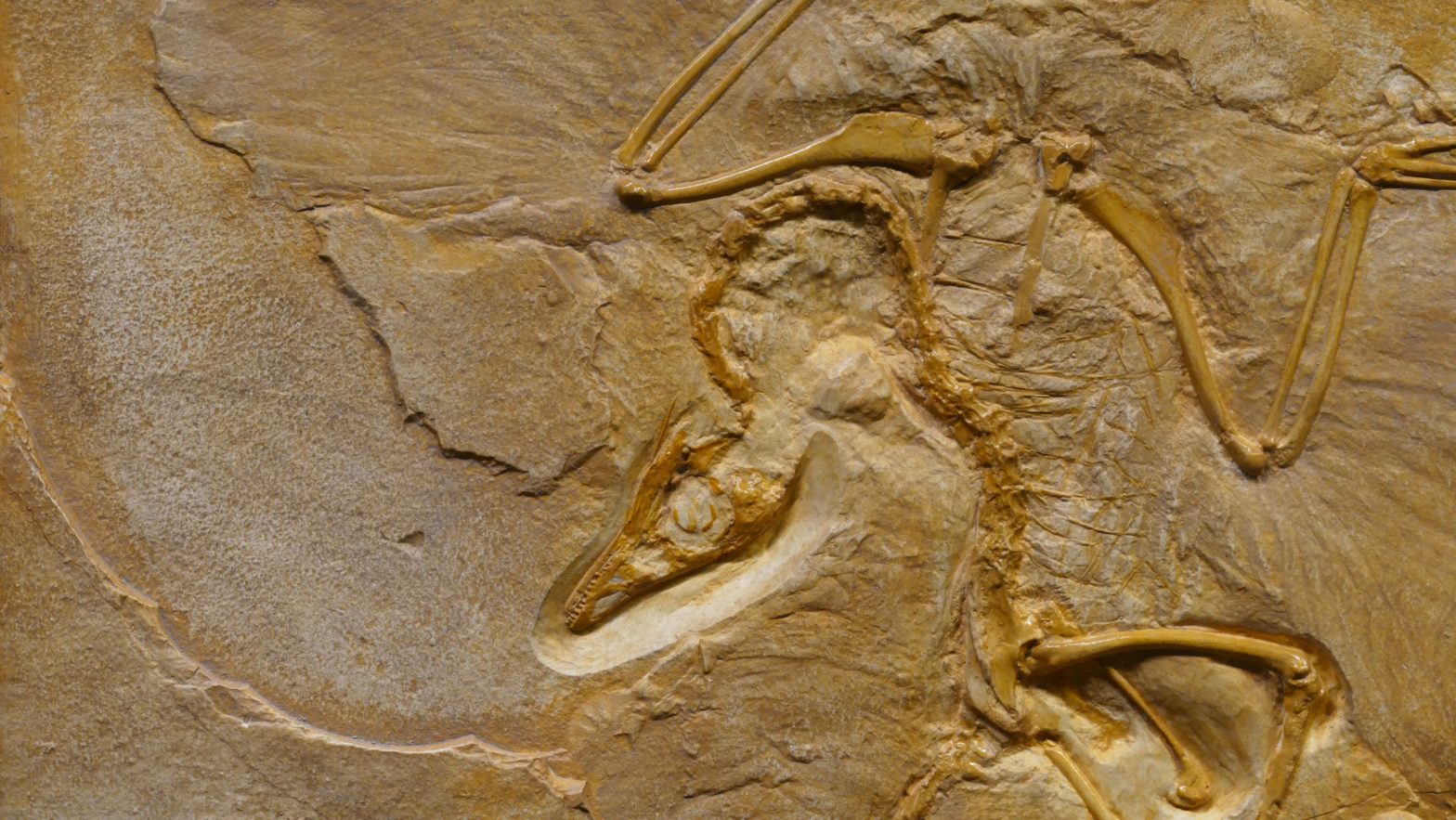 Africa's Oldest Known Dinosaur Has Been Found In Zimbabwe