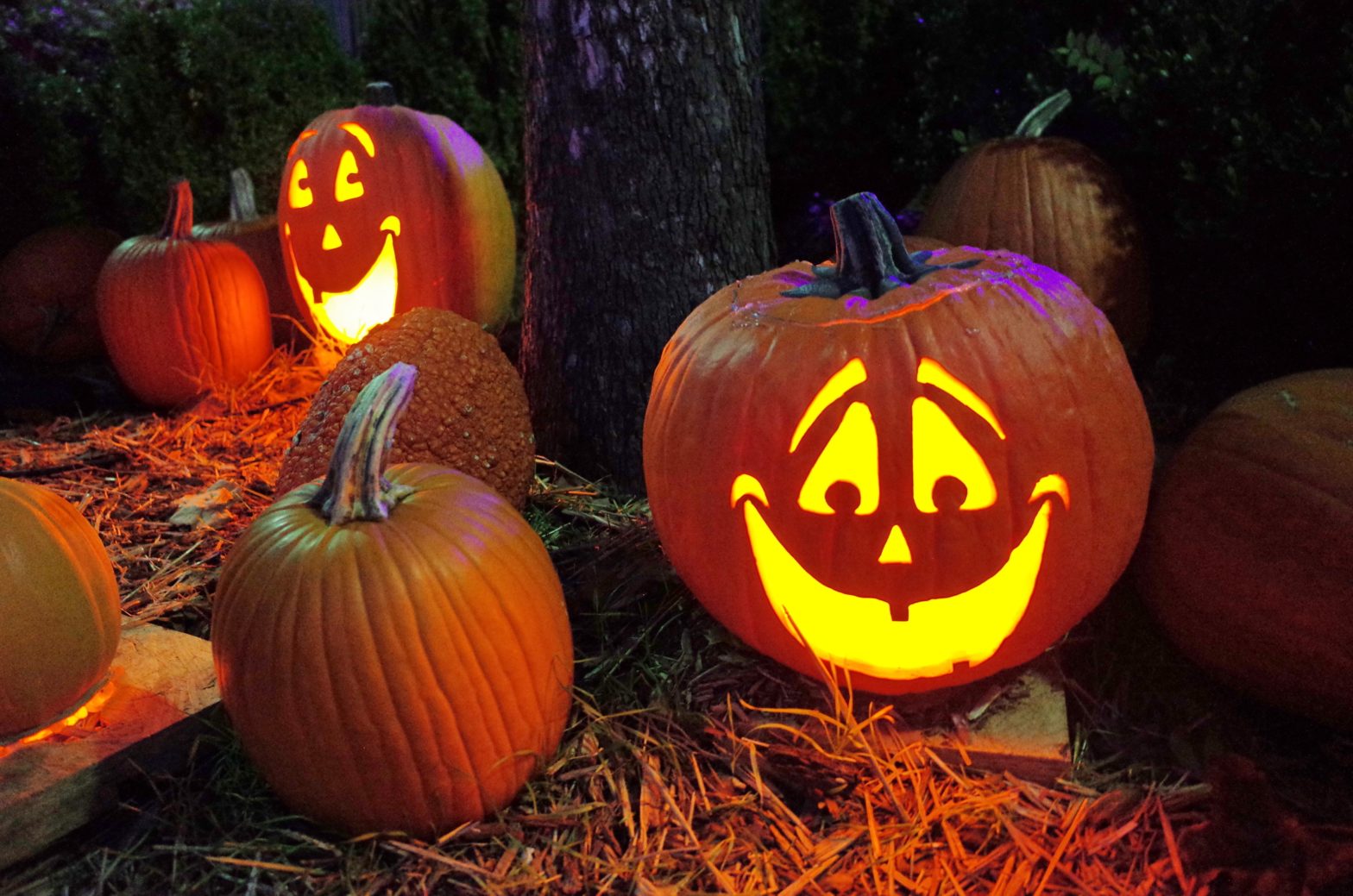 Halloween Is Almost Here! Here Are Some Things To Do For The Spooky Season