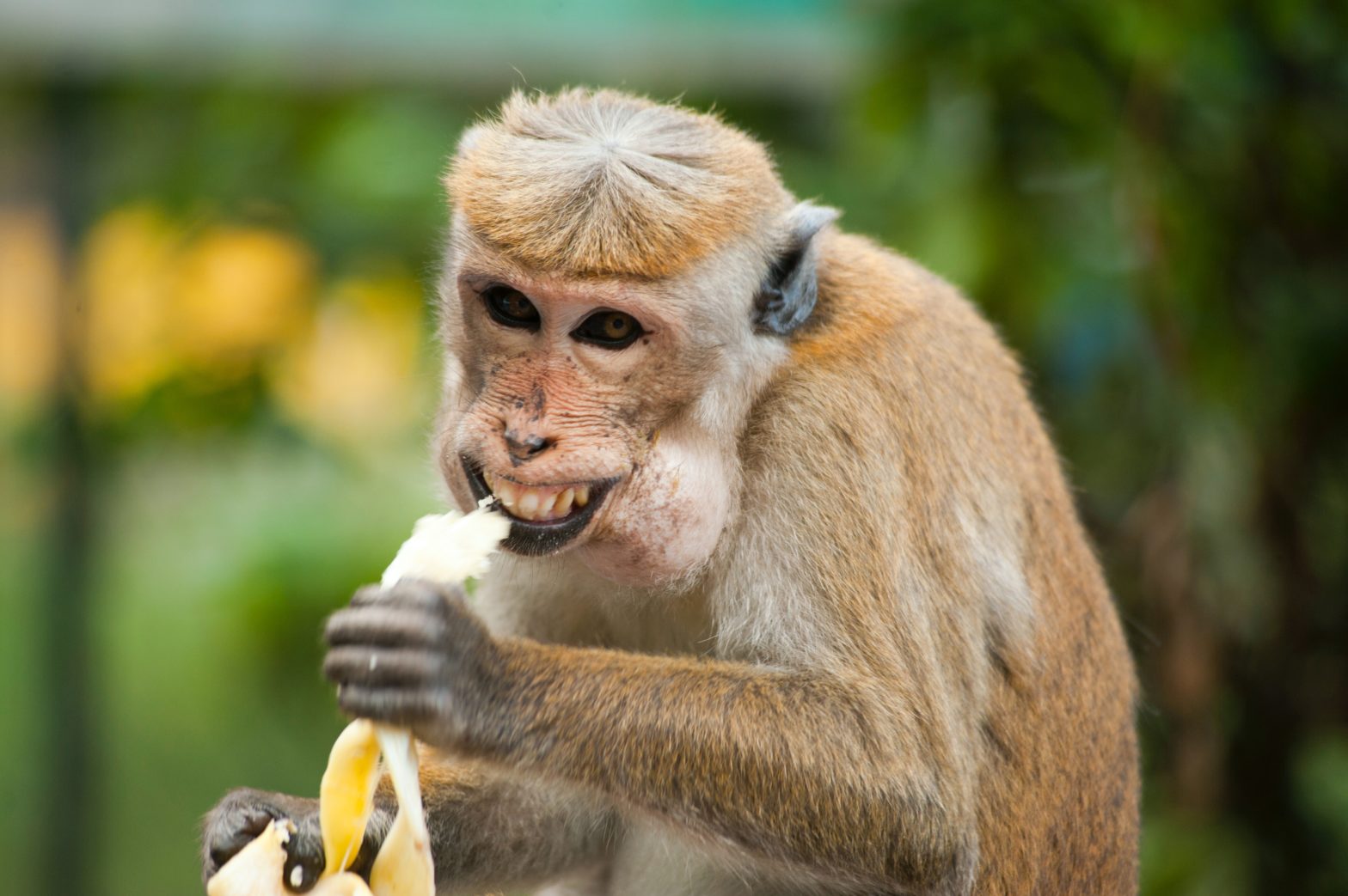 Wildlife Officials From Cambodia Arrested At JFK For Smuggling Endangered Monkeys
