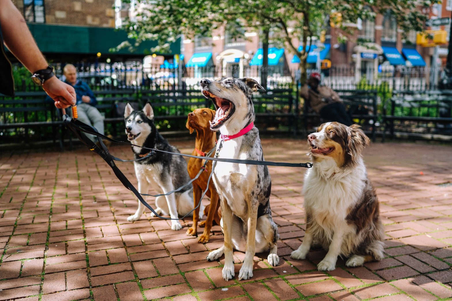 Traveling With Fido? Here Are 7 Of The Most Dog-Friendly Neighborhoods In Manhattan