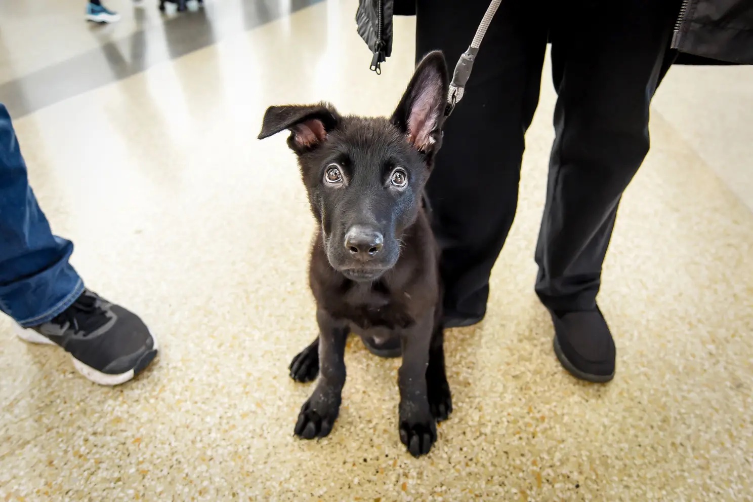 Dog Abandoned At San Francisco Airport Gets Adopted By United Airlines Pilot